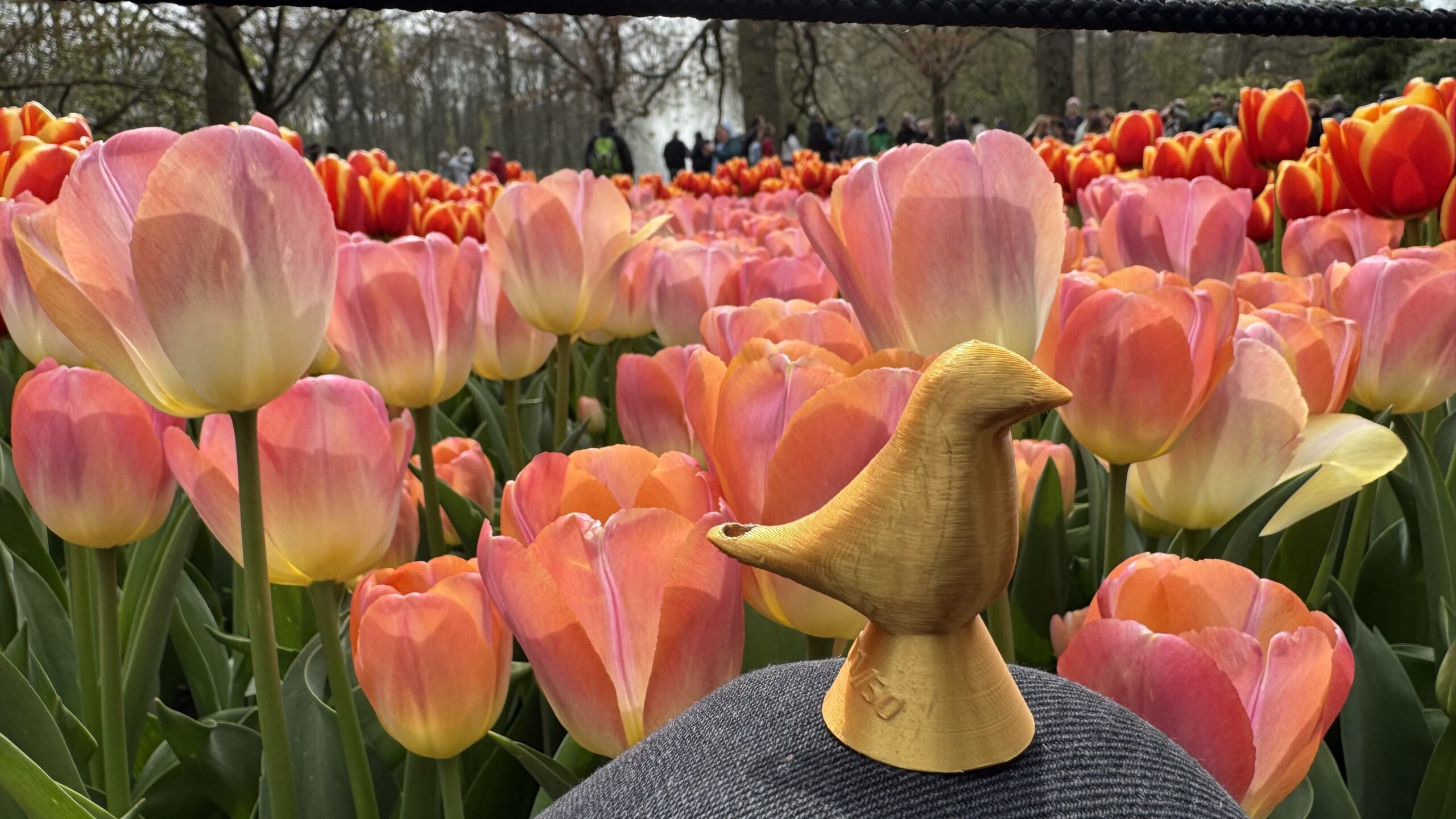 little bird among the colorful tulips