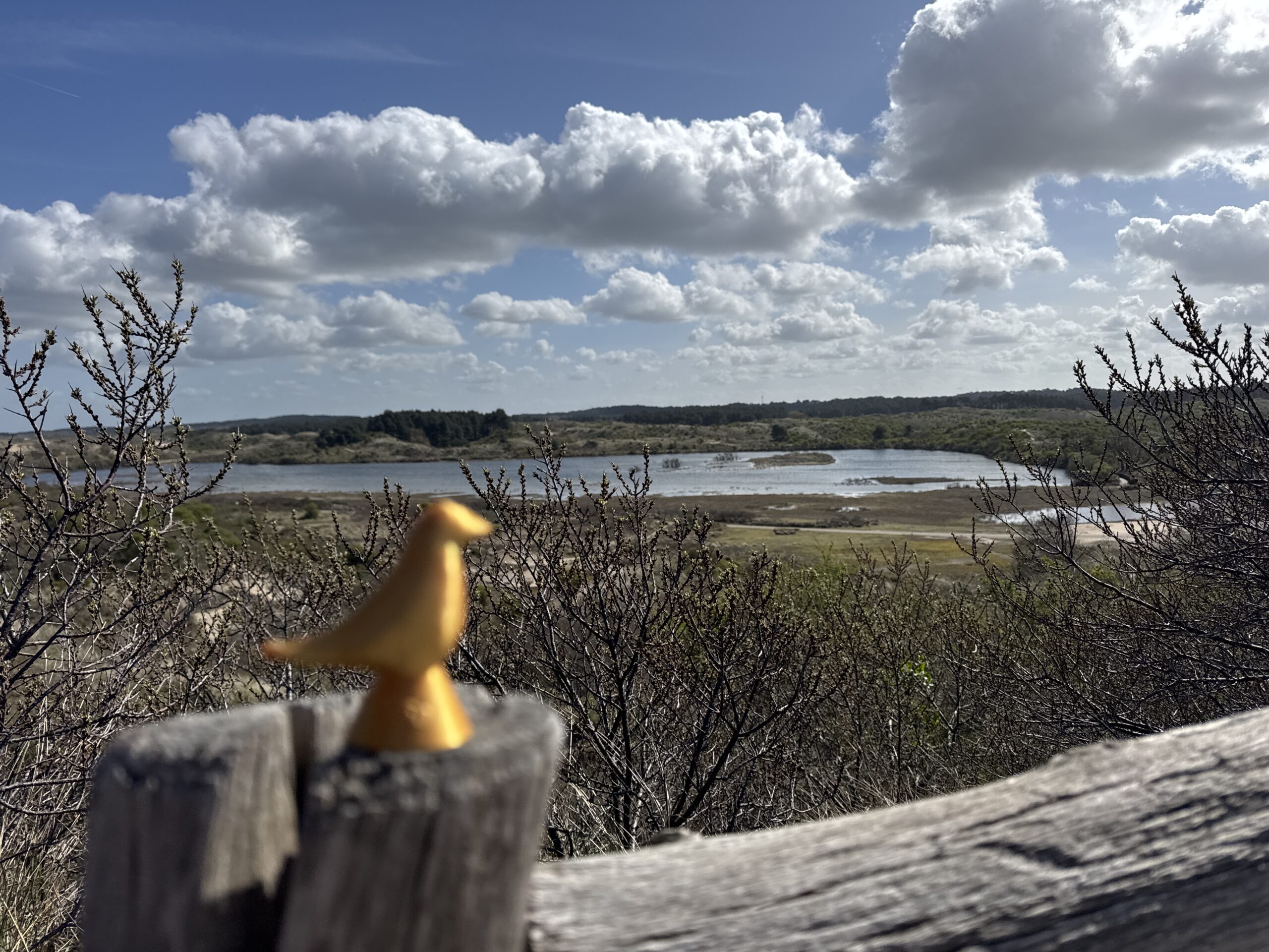 Birdie in natural surroundings